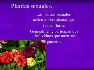 Plantas sexuales. Las plantas sexuales  suelen ser las plantas que  tienen flores. Generalmente participan dos individuos que unen sus  gametos 