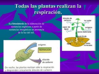 Todas las plantas realizan la respiración. La fotosíntesis es  la elaboración de sustancias orgánicas a partir de sustancias inorgánicas en presencia de la luz del sol.  
