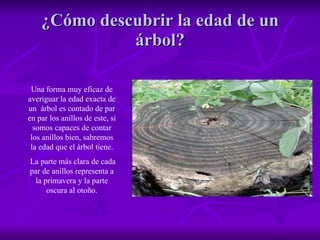¿Cómo descubrir la edad de un árbol? Una forma muy eficaz de averiguar la edad exacta de un  árbol es contado de par en par los anillos de este, si somos capaces de contar los anillos bien, sabremos la edad que el árbol tiene. La parte más clara de cada par de anillos representa a la primavera y la parte oscura al otoño. 
