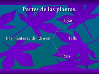 Partes de las plantas. Hojas  Las plantas se dividen en  Tallo Raíz 