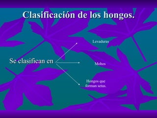 Clasificación de los hongos. Se clasifican en  Levaduras Mohos Hongos que forman setas. 