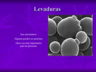 Levaduras  Son unicelulares. Algunas pueden ser parásitas. Otras son muy importantes para las personas. 