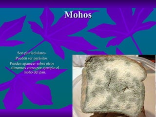 Mohos Son pluricelulares. Pueden ser parásitos. Pueden aparecer sobre otros alimentos como por ejemplo el moho del pan. 
