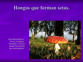 Hongos que forman setas. Son pluricelulares.  Viven en lugares húmedos y oscuros donde hay materia que descomponer. 