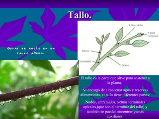 Tallo. El tallo es la parte que sirve para sostener a la planta.  Se encarga de almacenar agua y reservas alimenticias, el tallo tiene diferentes partes: Nudos, entrenudos, yemas terminales apicales,(que son el terminar del tallo) y también se pueden encontrar yemas auxiliares. Gotas de rocío en un tallo aéreo. 