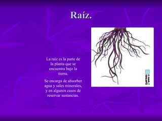 Raíz. La raíz es la parte de la planta que se encuentra bajo la tierra. Se encarga de absorber agua y sales minerales, y en algunos casos de reservar sustancias. 