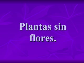 Plantas sin flores. 