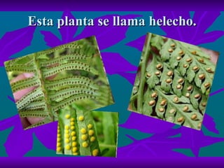 Esta planta se llama helecho. 