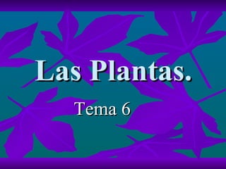 Las Plantas. ,[object Object]