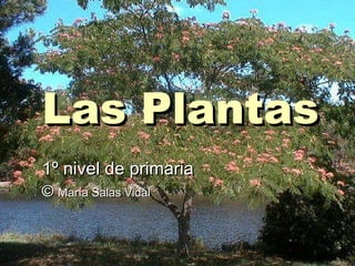 Las Plantas 1º nivel de primaria ©  María Salas Vidal 