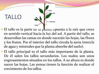 TALLO
 El tallo es la parte de la planta opuesta a la raíz que crece
  en sentido vertical hacia la luz del sol. A partir del tallo, se
  desarrollan las ramas en donde nacerán las hojas, las flores
  y los frutos. Por el interior del tallo circula la savia (mezcla
  de agua y minerales que la planta absorbe del suelo).
 El tallo principal es el tallo más importante de la planta.
  De él salen los tallos secundarios. Los nudos son unos
  engrosamientos situados en los tallos. A su altura es donde
  nacen las hojas. Las yemas tienen la función de realizar el
  crecimiento de los tallos.
 