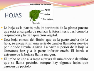 HOJAS
 La hoja es la partes más importantes de la planta puesto
  que está encargada de realizar la fotosíntesis , así como la
  respiración y la transpiración vegetal.
 Una hoja consta del limbo que es la parte ancha de la
  hoja, se encuentran una serie de canales llamados nervios
  por donde circula la savia. La parte superior de la hoja la
  llamamos haz y a la parte inferior envés. El borde o
  extremo de la hoja se llama margen.
 El limbo se une a la rama a través de una especie de rabito
  que se llama pecíolo, aunque hay algunas hojas que
  carecen de pecíolo
 