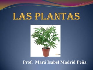 Prof. Mará Isabel Madrid Peña
 