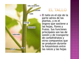    El tallo es el eje de la
    parte aérea de las
    plantas, y es el
    órgano que sostiene a
    las hojas, flores y
    frutos. Sus funciones
    principales son las de
    sostén y de transporte
    de carbohidratos y
    otros compuestos que
    se producen durante
    la fotosíntesis entre
    las raíces y las hojas
 