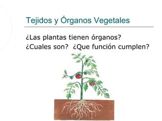 Tejidos y Órganos Vegetales

¿Las plantas tienen órganos?
¿Cuales son? ¿Que función cumplen?
 