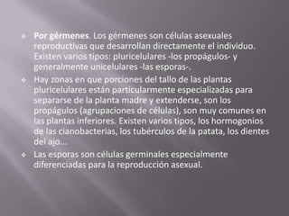    Por gérmenes. Los gérmenes son células asexuales
    reproductivas que desarrollan directamente el individuo.
    Existen varios tipos: pluricelulares -los propágulos- y
    generalmente unicelulares -las esporas-.
   Hay zonas en que porciones del tallo de las plantas
    pluricelulares están particularmente especializadas para
    separarse de la planta madre y extenderse, son los
    propágulos (agrupaciones de células), son muy comunes en
    las plantas inferiores. Existen varios tipos, los hormogonios
    de las cianobacterias, los tubérculos de la patata, los dientes
    del ajo...
   Las esporas son células germinales especialmente
    diferenciadas para la reproducción asexual.
 