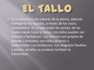    Es la estructura de soporte de la planta, además
    transporta los líquidos, a través de los vasos
    conductores. En el tallo están las yemas, de las
    cuales nacen hojas y ramas. Los tallos pueden ser
    leñosos o herbáceos. Los leñosos son propios de
    árboles y arbustos, son tallos gruesos y
    endurecidos. Los herbáceos, son delgados flexibles
    y verdes, en ellos se produce también la
    fotosíntesis.
 