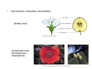 •   Tipos de flores: unisexuales y hermafroditas




       Semilla y fruto:




     Comparación entre
     Gimnospermas y
     Angiospermas:
 