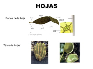 HOJAS
 Partes de la hoja




Tipos de hojas
 