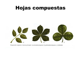 Hojas compuestas
 