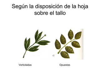Según la disposición de la hoja
        sobre el tallo




  Verticiladas     Opuestas
 