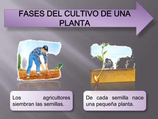 FASES DEL CULTIVO DE UNA
          PLANTA




Los         agricultores   De cada semilla nace
siembran las semillas.     una pequeña planta.
 