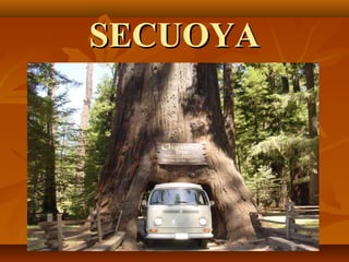 SECUOYA
 