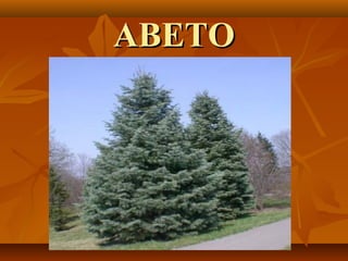 ABETO
 