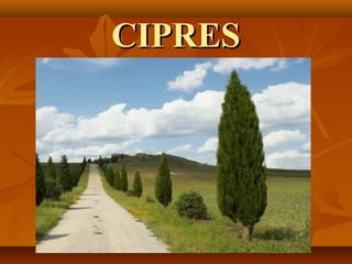 CIPRES
 