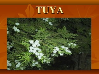 TUYA
 