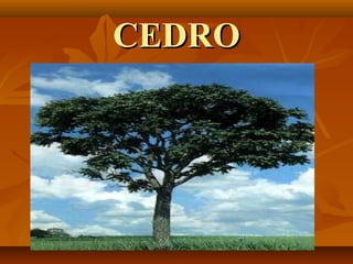 CEDRO
 