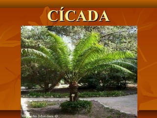 CÍCADA
 