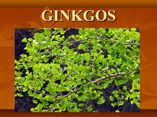 GINKGOS
 