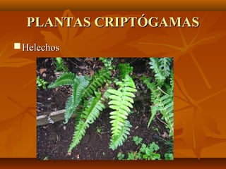 PLANTAS CRIPTÓGAMAS
 Helechos
 