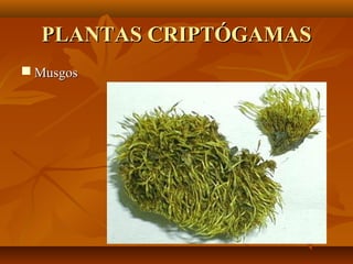 PLANTAS CRIPTÓGAMAS
 Musgos
 