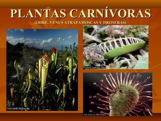 PLANTAS CARNÍVORAS
   (ODRE, VENUS ATRAPAMOSCAS Y DROSERAS)
 