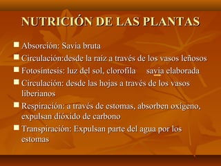 NUTRICIÓN DE LAS PLANTAS
 Absorción: Savia bruta
 Circulación:desde la raíz a través de los vasos leñosos
 Fotosíntesis: luz del sol, clorofila savia elaborada
 Circulación: desde las hojas a través de los vasos
  liberianos
 Respiración: a través de estomas, absorben oxígeno,
  expulsan dióxido de carbono
 Transpiración: Expulsan parte del agua por los
  estomas
 