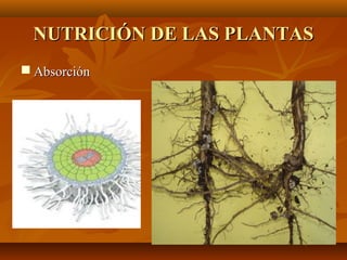 NUTRICIÓN DE LAS PLANTAS
 Absorción
 