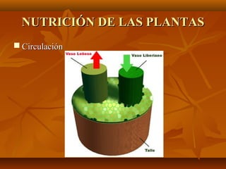 NUTRICIÓN DE LAS PLANTAS
 Circulación
 