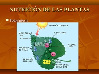 NUTRICIÓN DE LAS PLANTAS
 Fotosíntesis
 