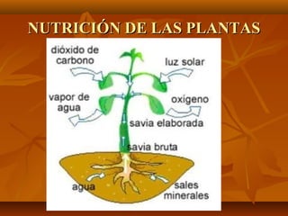 NUTRICIÓN DE LAS PLANTAS
 