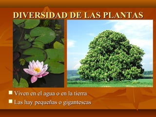 DIVERSIDAD DE LAS PLANTAS




 Viven en el agua o en la tierra
 Las hay pequeñas o gigantescas
 