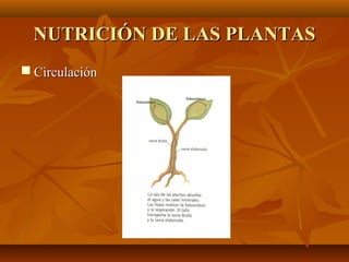NUTRICIÓN DE LAS PLANTAS
 Circulación
 