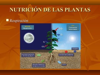 NUTRICIÓN DE LAS PLANTAS
 Respiración
 
