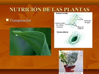 NUTRICIÓN DE LAS PLANTAS
 Transpiración
 