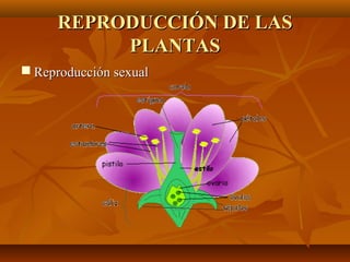 REPRODUCCIÓN DE LAS
          PLANTAS
 Reproducción sexual
 