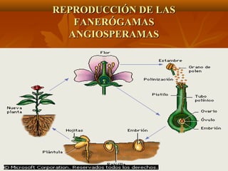 REPRODUCCIÓN DE LAS
   FANERÓGAMAS
  ANGIOSPERAMAS
 
