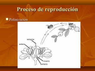 Proceso de reproducción
 Polinización
 