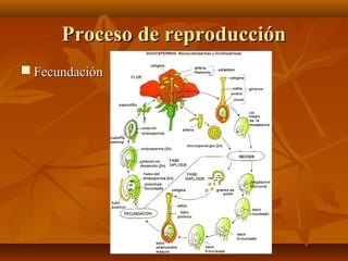 Proceso de reproducción
 Fecundación
 