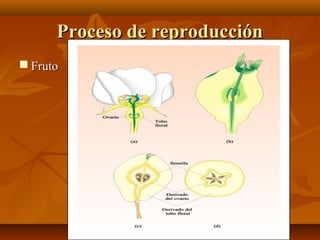 Proceso de reproducción
 Fruto
 